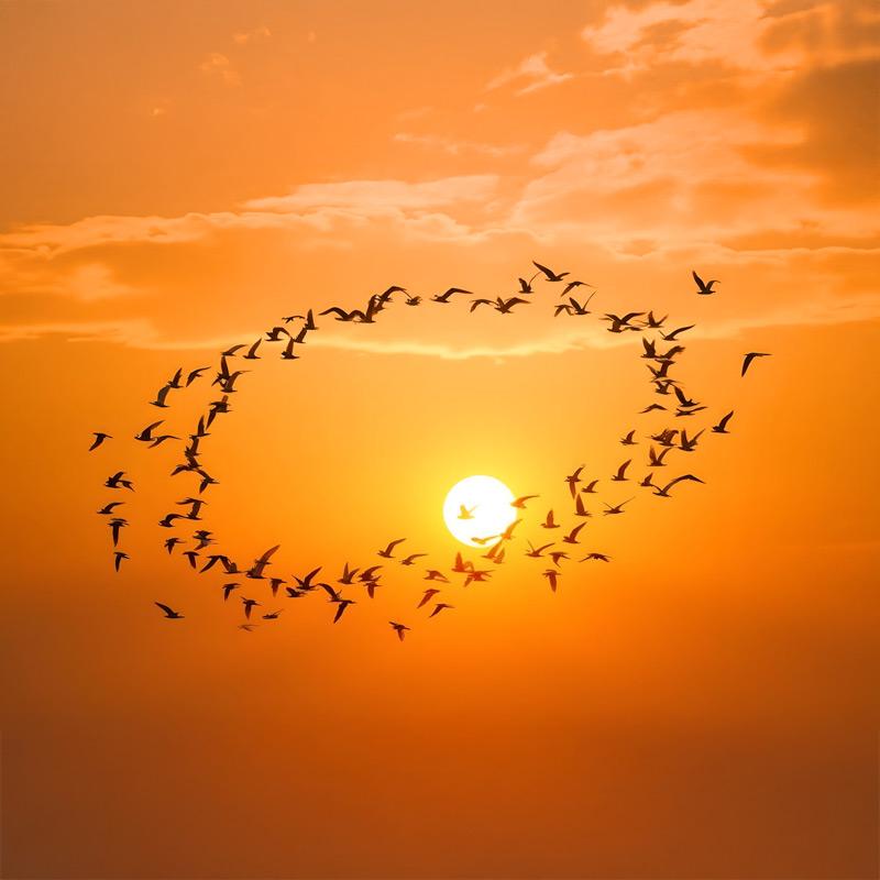 Fåglar i cirkel mot orange himmel