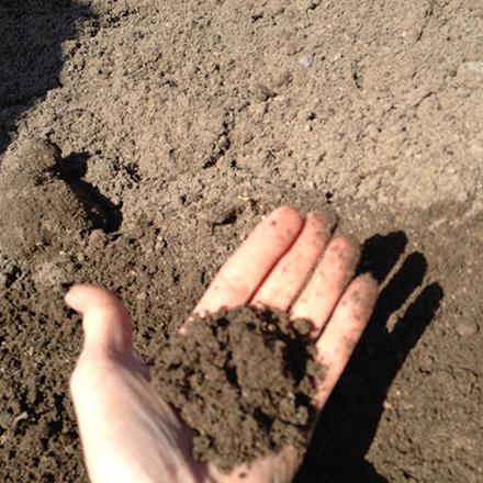 bild på trädgårdsjord